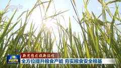 “中国饭碗”拆得更满、端得更牢、成脚